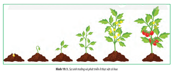 Quan sát Hình 19.1 và rút ra nhận xét về những biến đổi trong quá trình sinh trưởng và phát triển ở thực vật có hoa.   (ảnh 1)