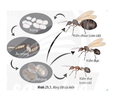 Trải qua các giai đoạn trong vòng đời, những con kiến có nhiều đặc điểm khác nhau, đặc biệt là giai đoạn ấu trùng tới kiến trưởng thành. Nguyên nhân nào dẫn đến sự thay đổi đó? (ảnh 1)