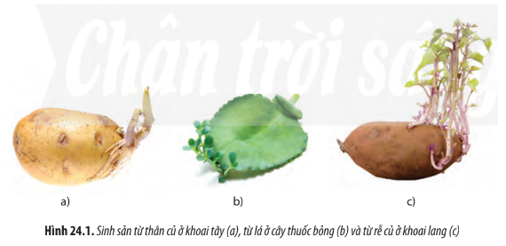 Quan sát Hình 24.1, hãy cho biết vì sao sinh sản sinh dưỡng là hình thức sinh sản vô tính.   (ảnh 1)