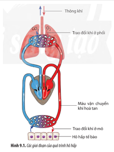 Quan sát Hình 9.1, hãy nêu mối liên quan giữa các giai đoạn trong quá trình hô hấp. (ảnh 1)