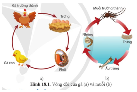 Dựa vào sơ đồ vòng đời của gà và muỗi (hình 18.1), so sánh sự thay đổi hình dạng của từng loài trong quá trình sinh trưởng và phát triển. (ảnh 1)