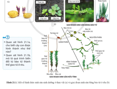• Quan sát hình 21.1a, cho biết thêm cây con cái được tạo hình như vậy nào?  (ảnh 1)