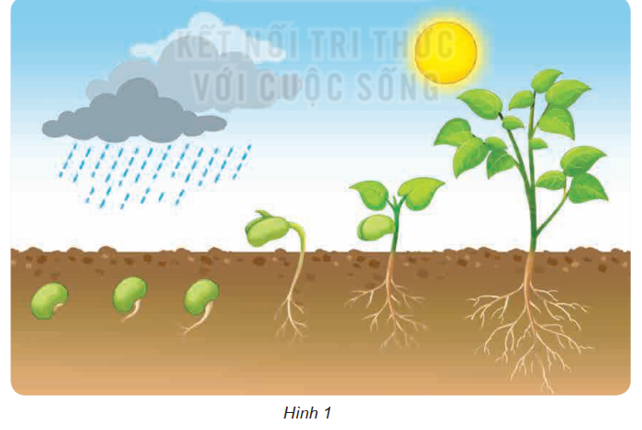 Hình 1 mô tả quá trình phát triển lớn lên của cây đậu. Theo em, cây đậu sống và phát triển tốt cần những điều kiện nào? (ảnh 1)