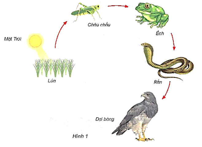 Quan sát hình 1 và cho biết cây lúa có vai trò gì đối với chuỗi thức ăn. (ảnh 1)
