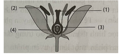 Hình dưới đây thể hiện sơ đồ cấu trúc hoa. Quá trình thụ phấn xảy ra ở đâu?   A. (3). B. (4). C. (2). D. (1). (ảnh 1)