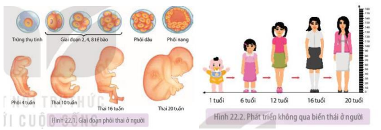 Quan sát Hình 22.1 và 22.2, phân biệt các giai đoạn sinh trưởng và phát triển của con người từ giai đoạn phôi cho đến khi trưởng thành, từ đó giải thích tại sao cần có chế độ ăn uống phù hợp cho trẻ em và phụ nữ khi mang thai?     (ảnh 1)