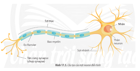 Dựa vào Hình 17.3, hãy mô tả cấu tạo của một neuron điển hình. (ảnh 1)