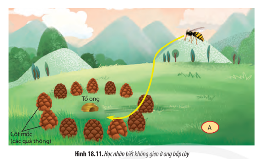 Quan sát Hình 18.11, hãy: a) Cho biết ong bắp cày có thể nhận biết đường bay về tổ bằng cách nào. b) Dự đoán đường di chuyển của ong bắp cày sẽ như thế nào nếu chuyển các quả thông sang vị trí xung quanh điểm A. Giải thích. (ảnh 1)