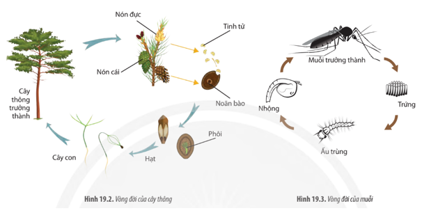 Quan sát các Hình 19.2, 19.3 và mô tả vòng đời của cây thông và của muỗi.   (ảnh 1)