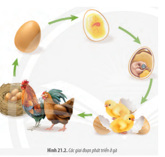 Quan sát Hình 21.2 và cho biết quá trình phát triển ở gà được chia thành những giai đoạn nào.  (ảnh 1)