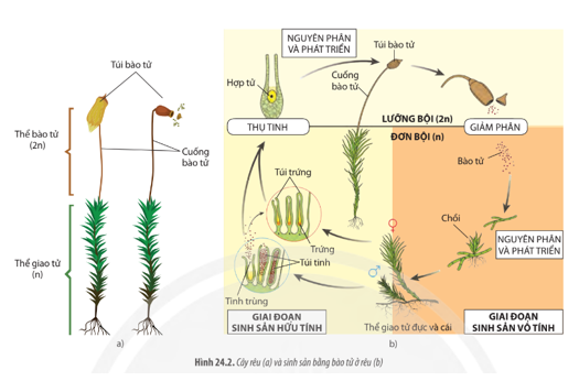 Quan sát Hình 24.2, hãy mô tả quá trình sinh sản bằng bào tử ở rêu. Trong đó, xác định sinh sản vô tính diễn ra ở giai đoạn nào. (ảnh 1)