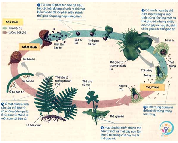 Hãy chú thích Hình 1 và vẽ sơ đồ vòng đời của dương xỉ thể hiện rõ sự xen kẽ giữa sinh sản vô tính và hữu tính. (ảnh 2)