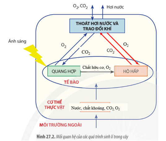 Từ kiến thức đã học, hãy hoàn thành sơ đồ còn thiếu trong Hình 27.2. (ảnh 2)