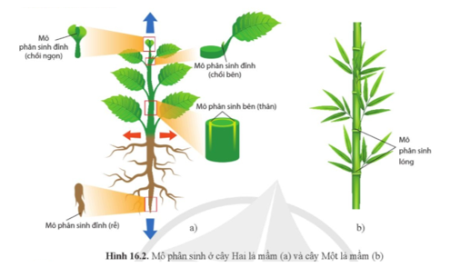 Quan sát hình 16.2 và cho biết vị trí, chức năng của các loại mô phân sinh ở thực vật. (ảnh 1)