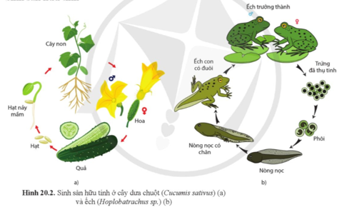 Quan sát hình 20.2, mô tả quá trình sinh sản hữu tính ở cây dưa chuột và ếch.  (ảnh 1)