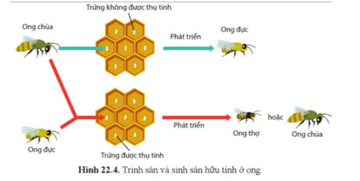 Quan sát 22.4, cho biết sự sinh ra ong chúa và ong thợ so với ong đực khác nhau như thế nào? (ảnh 1)