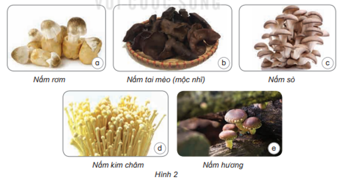 Quan sát hình 2, nêu tên và mô tả đặc điểm hình dáng, màu sắc của các nấm ăn. (ảnh 1)
