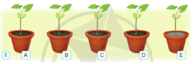 1. Hãy mô tả bước 1, bước 2 trong thí nghiệm sau đây và dự đoán sự phát triển của cây trong mỗi chậu. 2. So sánh dự đoán của em với kết quả thí nghiệm ở bước 3 và giải thích kết quả thí nghiệm. Thí nghiệm tìm hiểu về các yếu tố cần cho thực vật sống và phát triển Bước 1: Chuẩn bị năm cây đậu giống nhau về chiều cao và số lá. Bốn cây được trồng trong bốn chậu chứa đất trồng có chất khoáng như nhau. Một cây được trồng trong chậu chứa sỏi đã được rửa sạch (hình 2).   Bước 2: Mỗi chậu cây được chăm sóc khác nhau như sau:      Bước 3: Sau 2 tuần, quan sát cây đậu trong các chậu được kết quả như sau:   (ảnh 1)