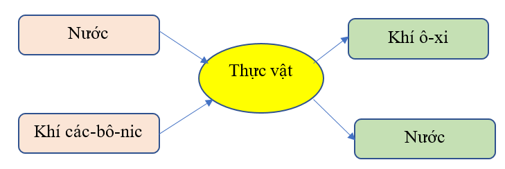 Hoàn thành sơ đồ quá trình quang hợp ở thực vật theo gợi ý sau: (ảnh 2)