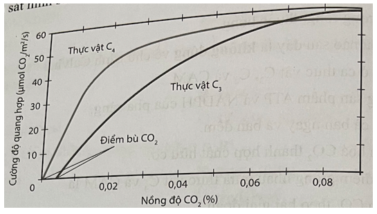 Quan sát hình sau và cho biết nhận định nào sau đây là không đúng.   Hình. Mối quan hệ giữa nồng độ CO2 và cường độ quang hợp ở thực vật C3 và C4 A. Điểm bù CO2 của thực vật C3 cao hơn thực vật C4. B. Điểm bão hoà CO2 của thực vật C3 cao hơn thực vật C4. C. Thực vật C3 tận dụng nguồn CO2 trong không khí tốt hơn thực vật C4. D. Cường độ quang hợp của thực vật C3 và C4 tương đương nhau ở một cường độ CO2 nào đó. (ảnh 1)