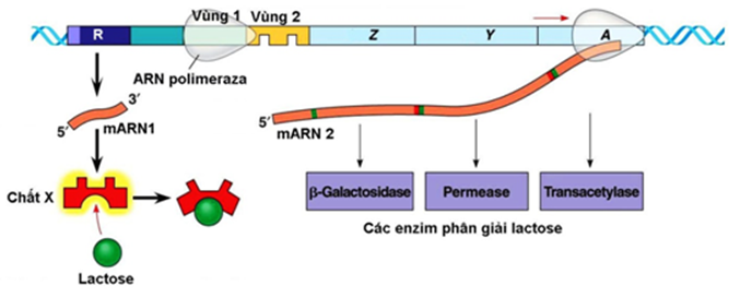 Quan sát hình ảnh sau về cơ chế hoạt động của operon Lac ở vi khuẩn E.coli:   Có bao nhiêu phát biểu sau đây đúng? I. Hình ảnh trên mô tả hoạt động của operon Lac trong môi trường có lactose. II. Nếu gen A bị đột biến điểm thì permease cũng bị thay đổi về cấu trúc. III. Chất X được gọi là chất cảm ứng. IV. Nếu R bị biến đổi thì Z, Y, A có thể không được phiên mã ngay cả trong điều kiện có lactose. V. Trên mỗi phân tử mARN1 và mARN2 đều chỉ chứa một mã mở đầu và một mã kết thúc. A. 3.	B. 2.	C. 4.	D. 1. (ảnh 1)