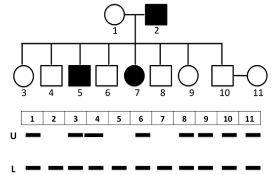 Quan sát sơ đồ phả hệ sau:   Phả hệ trên cho thấy sự di truyền của một tính trạng bệnh X do 1 gen có 2 alen là U và L trên NST thường quy định. Các số trong bảng dưới phả hệ thể hiện các cá thể (1→11); dấu ngang đậm thể hiện trong kiểu gen có alen tương ứng. Những người (1 → 11) có kiểu gen như dưới phả hệ. Xác suất để cặp vợ chồng số (10) và (11) sinh con trai đầu lòng bị bệnh X là bao nhiêu? A. 1/2.	B. 1/4.	C. 1/6.	D. 1/8. (ảnh 1)