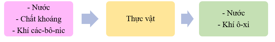 Vẽ sơ đồ trao đổi khí, nước và khoáng chất giữa thực vật với môi trường dựa vào hình gợi ý dưới đây. (ảnh 2)