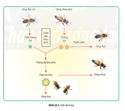 Quan sát Hình 26.5, hãy mô tả quá trình sinh sản ở ong. (ảnh 1)