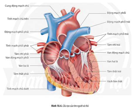 Dựa vào Hình 10.4, hãy trình bày cấu tạo của tim.   (ảnh 1)