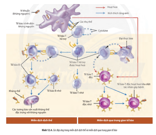 Quan sát Hình 12.4, hãy cho biết vai trò của các loại tế bào tham gia đáp ứng miễn dịch đặc hiệu bằng cách hoàn thành bảng sau. (ảnh 1)