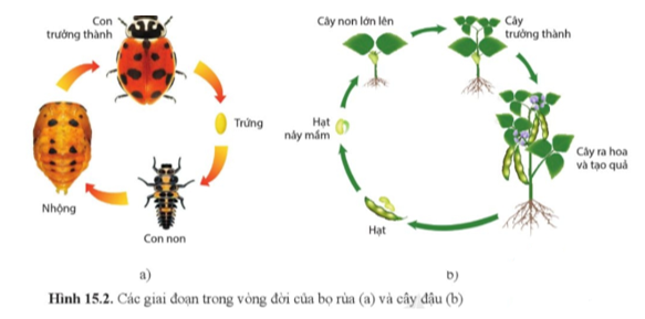 Quan sát hình 15.2, mô tả những thay đổi trong vòng đời của bọ rùa (hình 15.2a) và cây đậu (hình 15.2b). (ảnh 1)