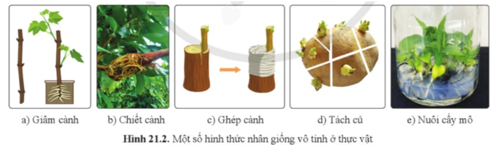 Quan sát hình 21.1, phân biệt một số hình thức nhân giống vô tính ở thực vật.  (ảnh 1)