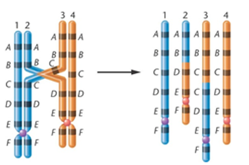 Trong quá trình giảm phân của một tế bào sinh dục đực ở một loài thú đã xảy ra hiện tượng được mô tả ở hình dưới đây. Khẳng định nào sau đây là không đúng?  A. Hiện tượng này xảy ra ở kỳ đầu của lần giảm phân I.  B. Tỉ lệ giao tử mang đột biến tạo ra từ tế bào này là 1/4.  C. Dạng đột biến trên có thể làm thay đổi hàm lượng ADN trong tế bào.  D. Dạng đột biến trên có thể tạo điều kiện làm xuất hiện những gen mới. (ảnh 1)