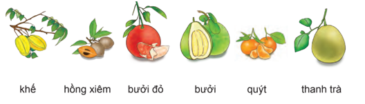 Mỗi loại cây, quả trong vườn Bác được tả bằng những từ ngữ, hình ảnh nào? (ảnh 2)