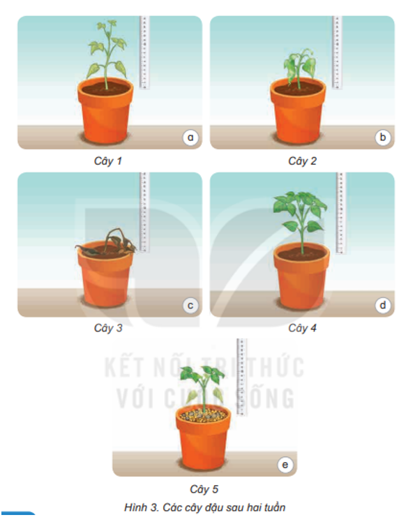 Hình 3 là kết quả năm cây đậu sau hai tuần duy trì trong các điều kiện khác nhau như hình 2. Quan sát hình 3 và mô tả sự thay đổi của các cây đó. Theo em, vì sao có sự thay đổi đó? (ảnh 1)
