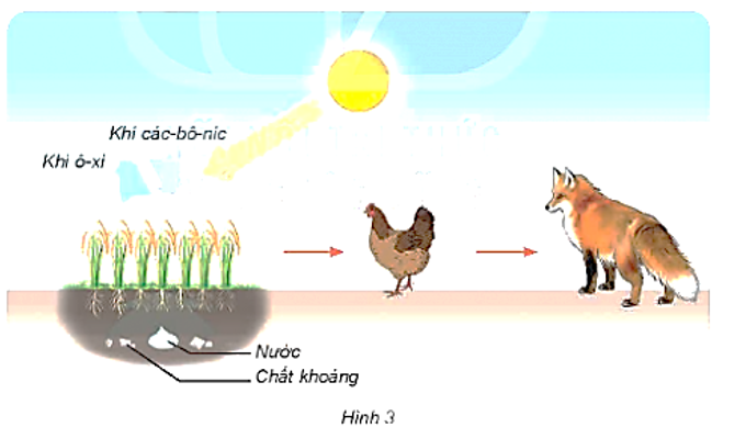 Quan sát hình 3 và trả lời các câu hỏi:   - “Thức ăn” của cây lúa trong hình là gì? - Thức ăn của gà và cáo là gì? (ảnh 1)