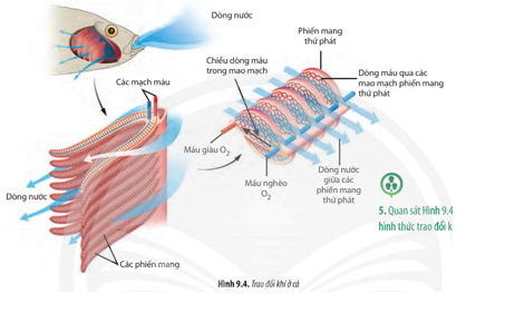 Quan sát Hình 9.4, hãy trình bày hình thức trao đổi khí ở cá. (ảnh 1)