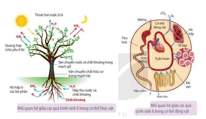 Hãy thiết kế inforgraphic để tóm tắt mối quan hệ giữa các cơ quan trong cơ thể thực vật và động vật.   (ảnh 1)