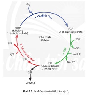 Quan sát Hình 4.5, hãy mô tả diễn biến con đường đồng hóa CO2 ở thực vật C3. (ảnh 1)