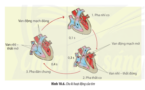 Quan sát Hình 10.6, hãy cho biết trong một chu kì, hoạt động của tim diễn ra như thế nào. Vai trò của các van tim là gì? (ảnh 1)