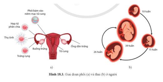 Quan sát hình 18.3, mô tả giai đoạn phôi thai ở người. (ảnh 1)