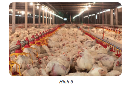 Người ta dùng ánh sáng đèn điện ở các trang trại nuôi gà (Hình 5) để làm gì? (ảnh 1)