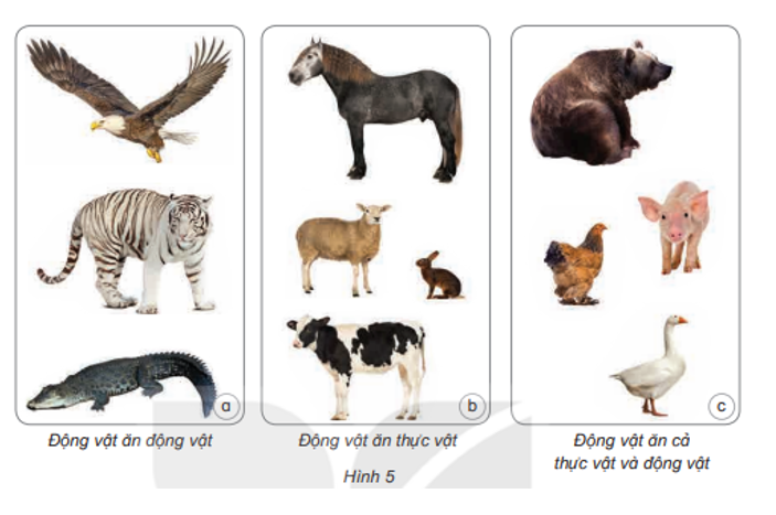 Nêu tên các con vật trong hình 5 và thức ăn của chúng. (ảnh 1)