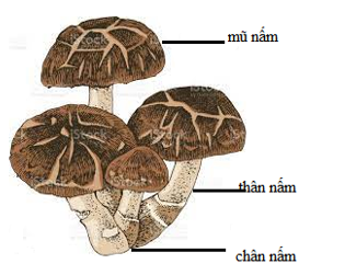 Lựa chọn một loại nấm khác thường gặp, vẽ và ghi chú các bộ phận của chúng. (ảnh 1)