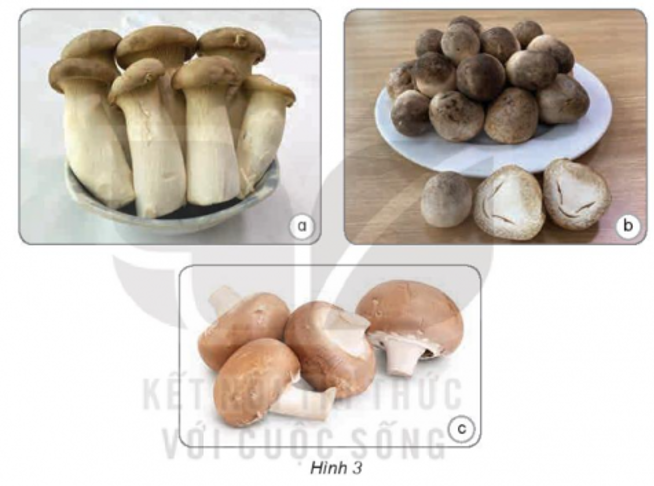 Hãy xác định tên của các loại nấm ăn ở hình 3, dựa vào các cụm từ gợi ý sau: nấm mỡ, nấm đùi gà, nấm rơm. (ảnh 1)