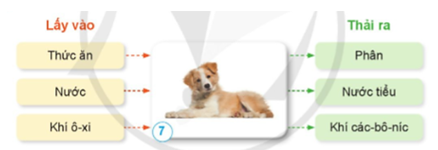 Nêu sự trao đổi khí, nước và thức ăn ở con chó dựa vào hình 7. (ảnh 1)
