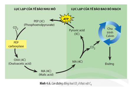 Quan sát Hình 4.6, hãy mô tả con đường đồng hóa CO2 ở thực vật C4.   (ảnh 1)