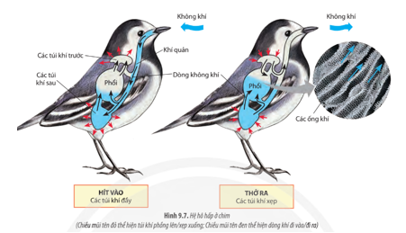 Quan sát Hình 9.7, hãy trình bày hình thức trao đổi khí ở chim.  (ảnh 1)