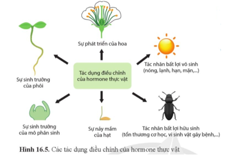 Quan sát hình 16.5, nêu vai trò của hormone thực vật.  (ảnh 1)