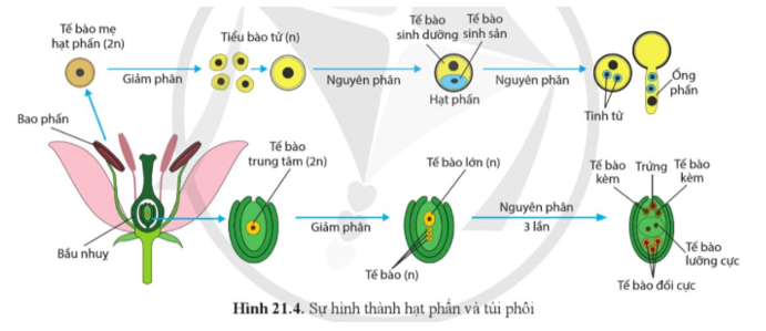 Quan sát hình 221.4, tế bào miêu tả quy trình tạo hình phân tử phấn, túi phôi. (ảnh 1)